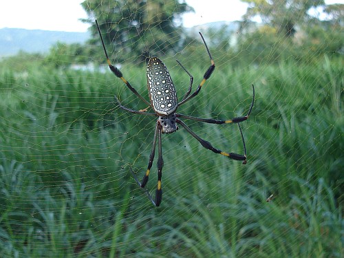 Female Nephila clavipes (Golden silk orb-weaver).