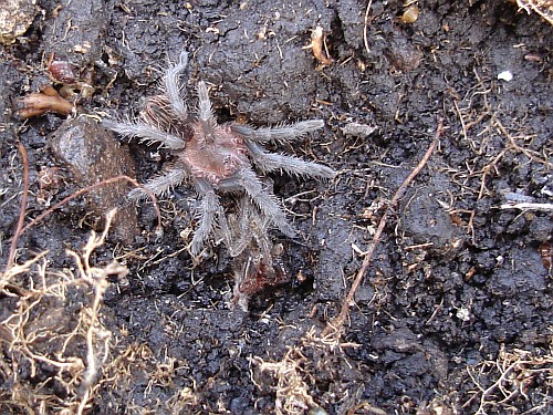 Juvenile Brachypelma vagans (Mexican red-rump).