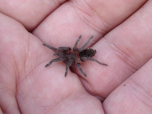 Juvenile Brachypelma vagans (Mexican red-rump) on my hand.