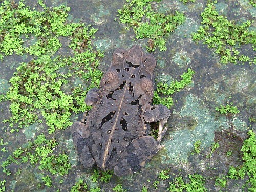Top view of a rain frog resting on a stone.