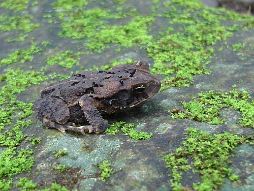 Close-up of a rain frog resting on a stone.