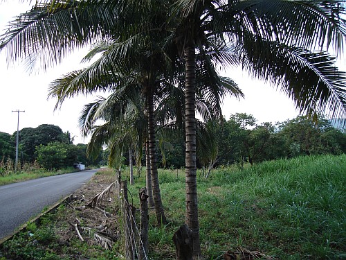 The road to Trapiche Del Rosario.