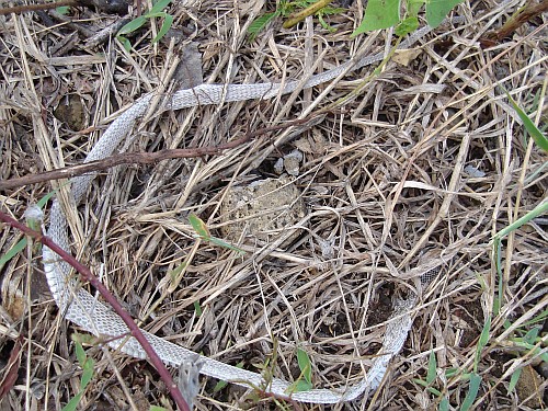 Shed snakeskin.