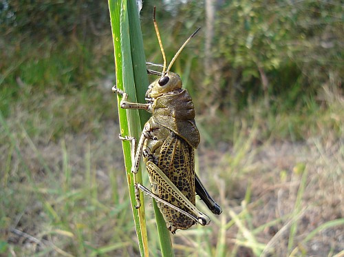A big grasshopper on a grass stem.