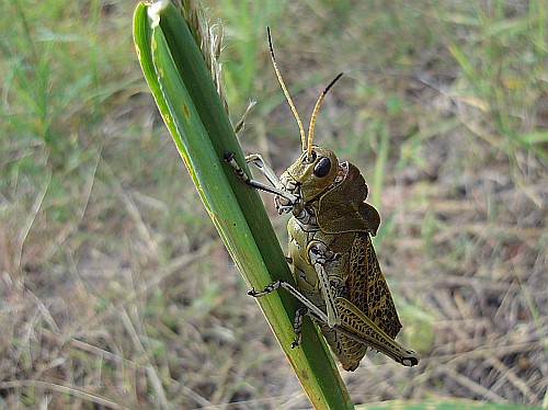 A big grasshopper on a grass stem.