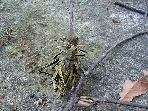 Big grasshoppers mating.