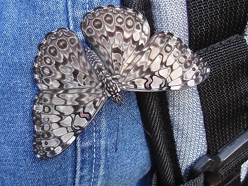 Close-up of a butterfly resting on Esme's jacket.
