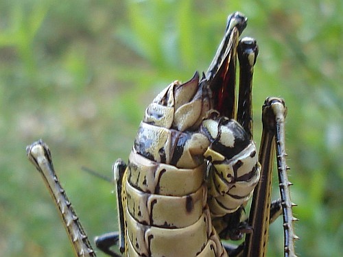 Close-up of male grasshopper genitalia engaged with the female's.