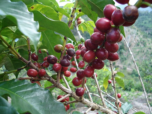 Close-up of a coffee plant with many red coffee berries (drupes).
