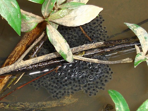 Close-up of frogspawn.