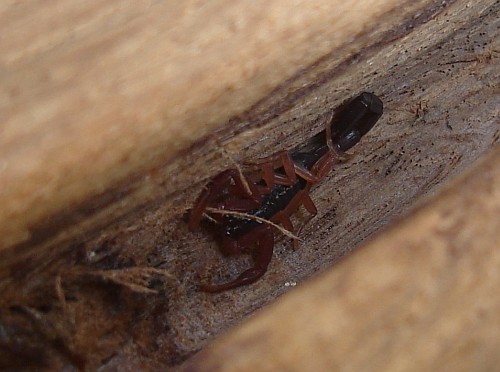 Juvenile Centruroides gracilis hiding.
