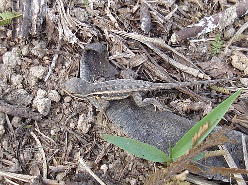 Juvenile spiny lizard (Sceloporus sp.).
