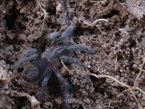 A juvenile tarantula.