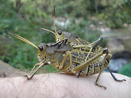 Mating grasshoppers on my arm.