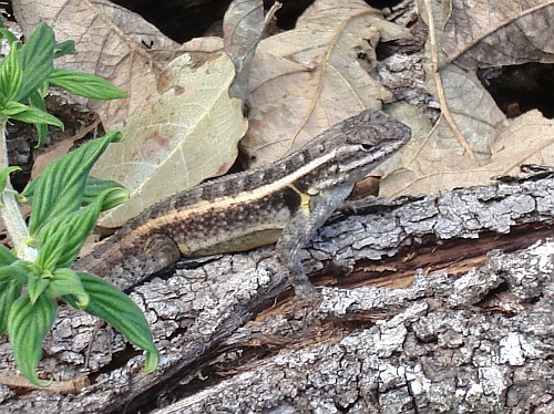 Spiny lizard (Sceloporus sp.) on a piece of wood.