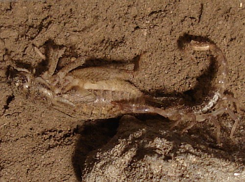 Tiny scorpion (Vaejovid sp.) holding its prey.