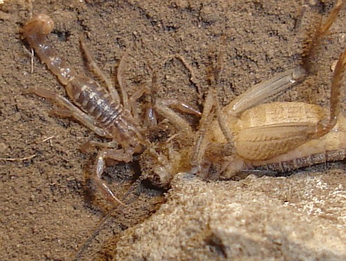 Little scorpion (Vaejovid sp.) starting to eat a house cricket.