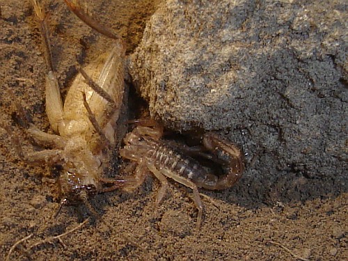Scorpion (juvenile Vaejovid sp.) starting to eat a much larger house cricket.