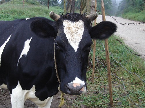 Close-up of a cow.