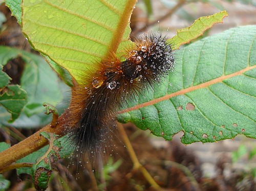 Hairy caterpillar covered with tiny water drops.