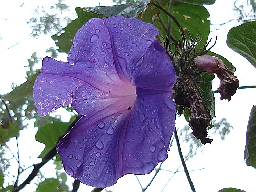 Close-up of a Ipomoea purpurea flower with water drops.