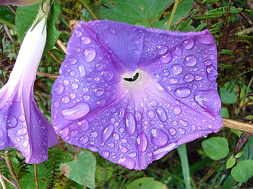 Close-up of a Ipomoea purpurea flower with water drops.