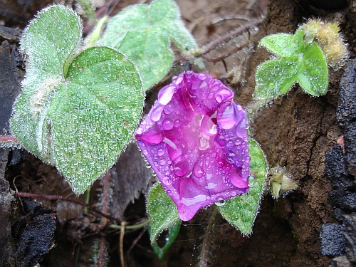 Ipomoea purpurea, pink variety, with raindrops.