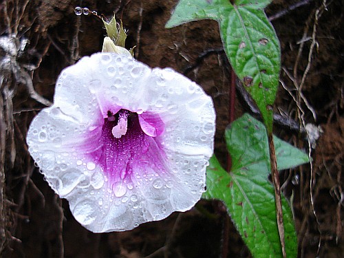 Ipomoea purpurea variety with raindrops.