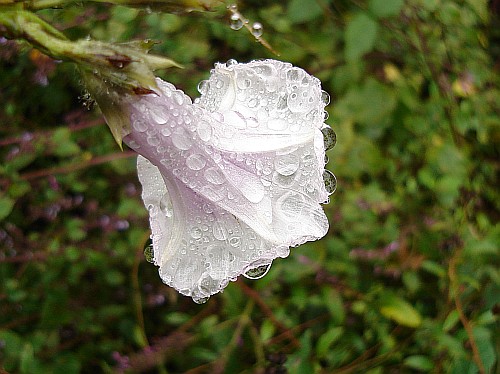 Ipomoea purpurea variety with raindrops.