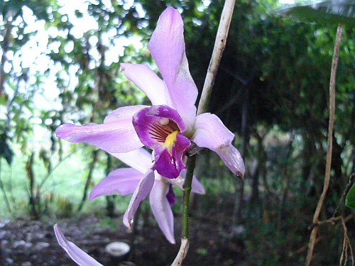 Purple orchid flower.