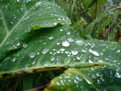 Images Of Raindrops. Raindrops on leafs.