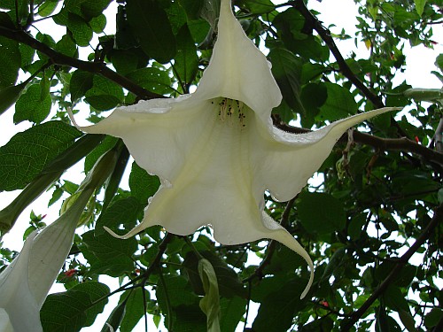 White Brugmansia flower (Angel's Trumpet) as seen from below.