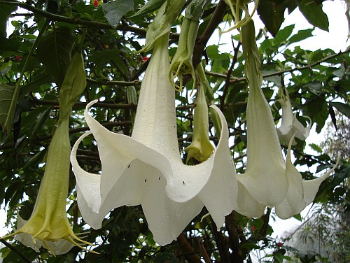 White Brugmansia flowers.