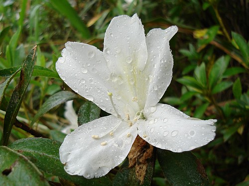 White flower with raindrops.