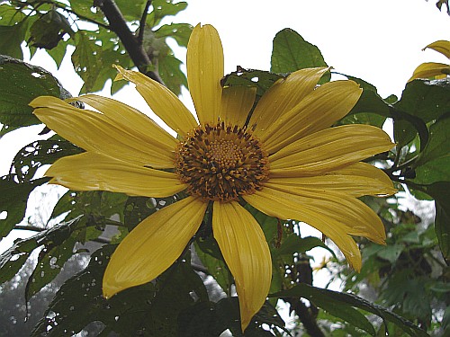 A large yellow flower close-up.