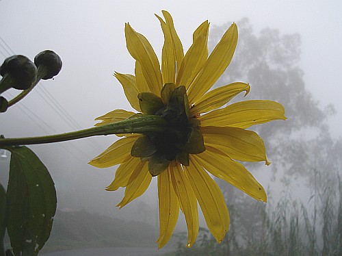 A large yellow flower, in the background a tree in the fog.