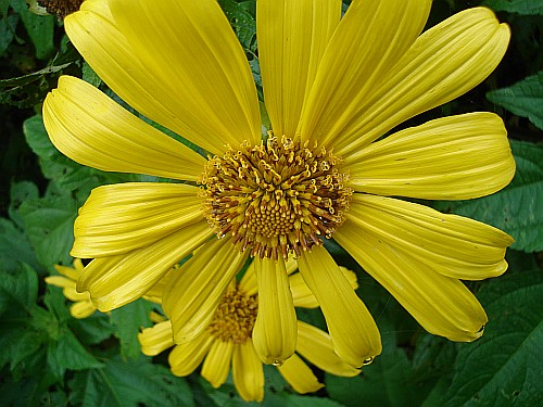A large yellow flower close-up with a few more in the background.