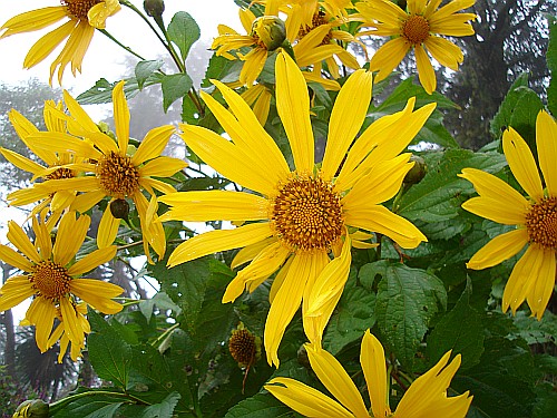 Several large yellow flowers To the left of the road was a very big plant