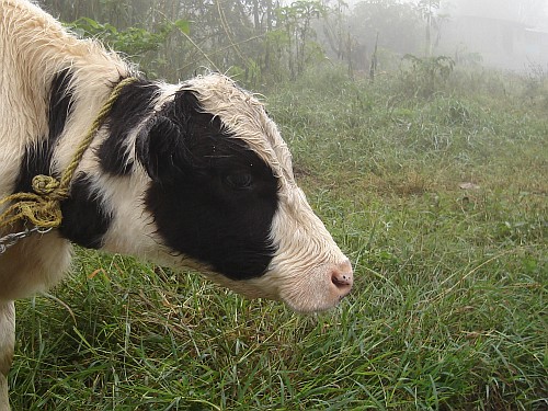 A young cow in the fog.