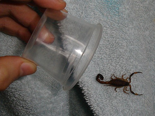 Capturing a scorpion with a plastic cup, step 1.