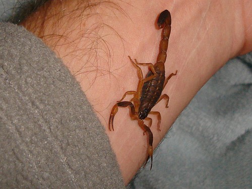 Centruroides flavopictus on my arm.