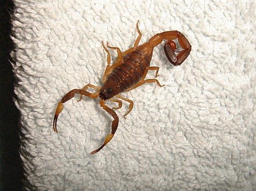 Centruroides flavopictus on a towel.