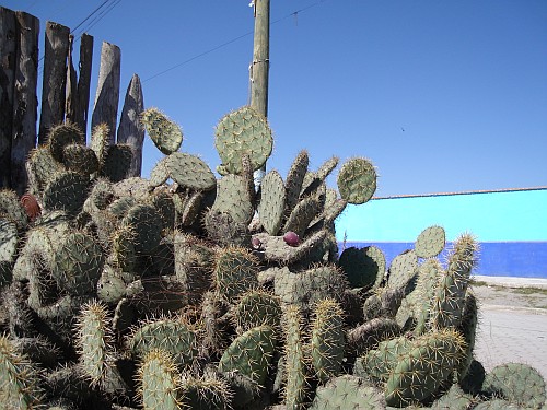 Cactuses near the edge of El Limón Totalco.