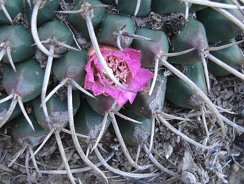 Close-up of a pink cactus flower.