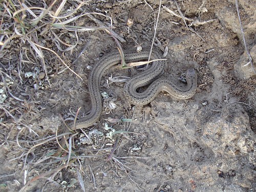 Conopsis lineata (Tolucan ground snake).