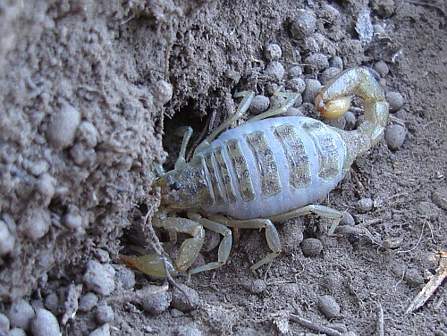 Gravid scorpion (Vaejovis species).