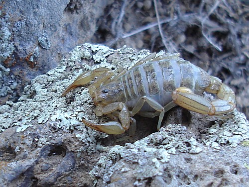 Close-up of the gravid scorpion (Vaejovis species).