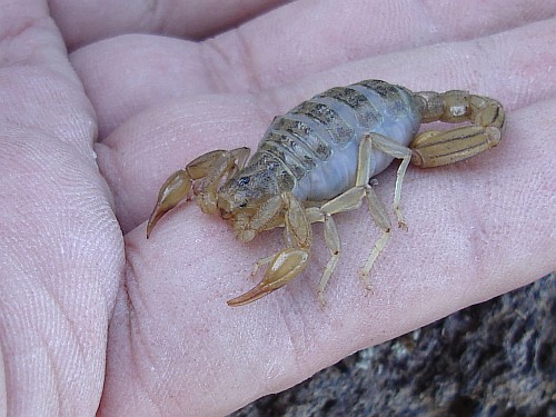 Gravid scorpion on my hand.