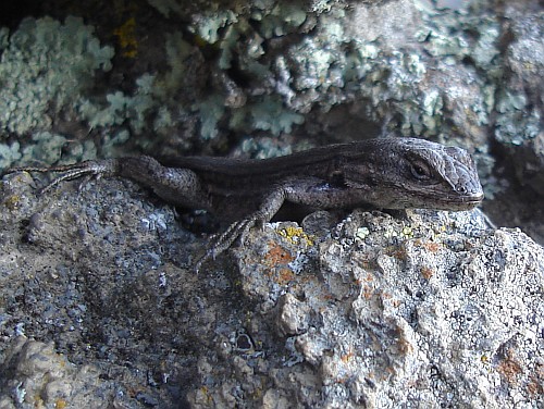 Close-up of a spiny lizard (Sceloporus species).