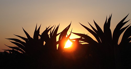 Sun setting. On the foreground: agaves.